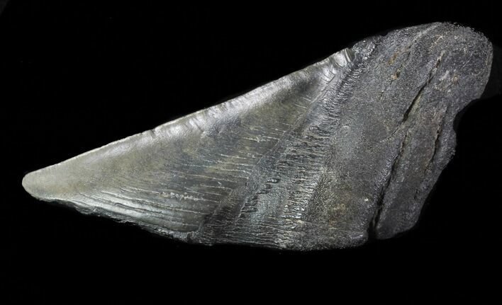 Partial Fossil Megalodon Tooth #88648